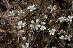 Pitcher's stitchwort